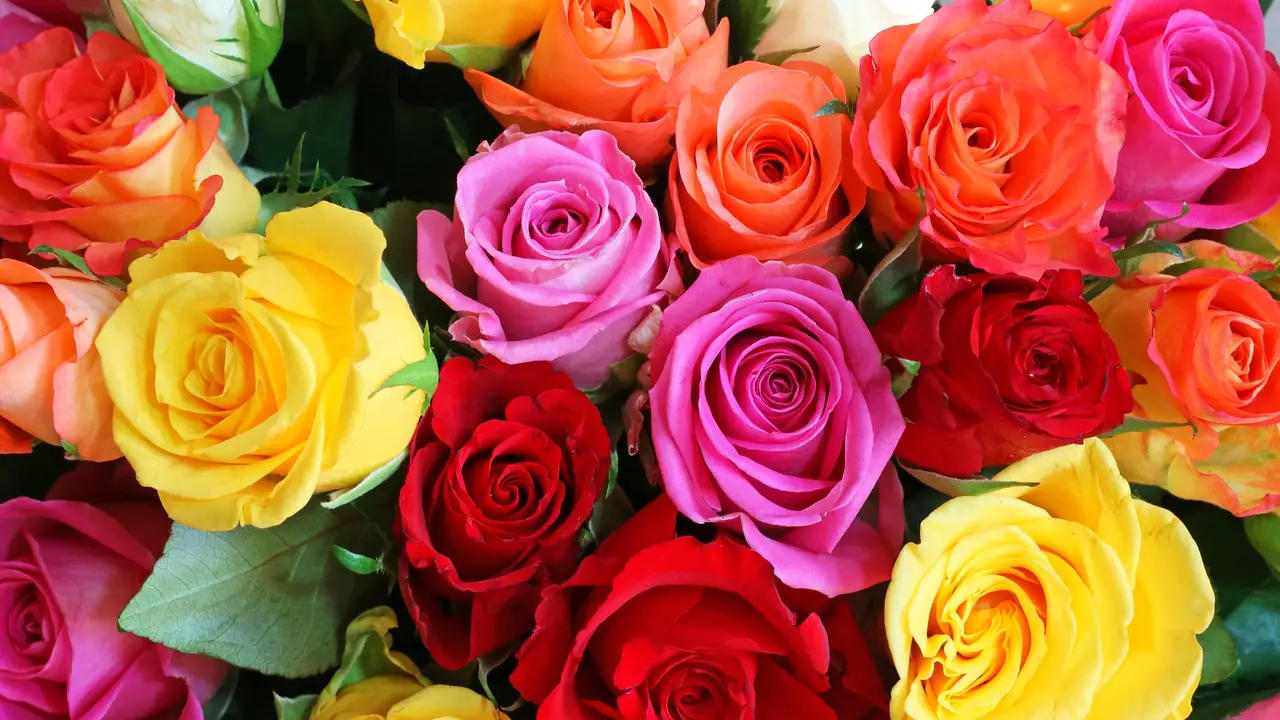 dreamstime-l-79919666